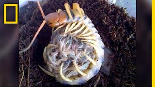 Creepy Yet Heartwarming Centipede Mother quotHugsquot Its Babies  National Geographic [upl. by Mora]