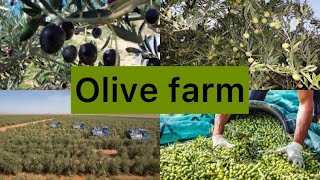 Albaha olive farm Saudi Arabia Olive farm [upl. by Elay796]