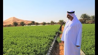 Agriculture in UAE deserts is possible and profitable [upl. by Liss41]