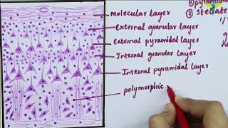 Histology of Cerebral Cortex [upl. by Meirrak20]