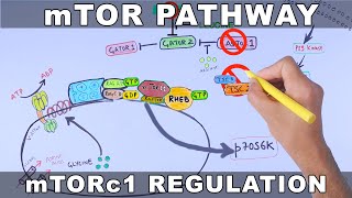 mTOR Pathway and its Regulation [upl. by Wahlstrom259]