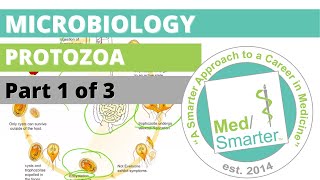 Protozoa  Microbiology  USMLE STEP 1  Part 1 of 3 [upl. by Einnij]