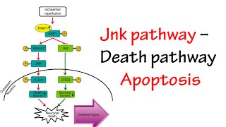 Jnk Pathway [upl. by Hugues]