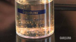 How to Care for Daphnia [upl. by Nirraj]