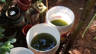 How to grow Green Water Algae [upl. by Conti808]