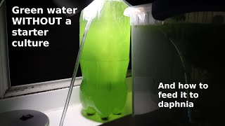 Green Water WITHOUT a Starter Culture  From Scratch  How To [upl. by Jollanta]