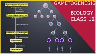 GAMETOGENESIS  Human Reproduction  Class 12 [upl. by Nidnerb]