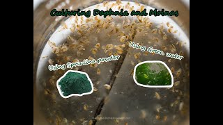 How To Culture Daphnia and Moinas using Green Water Spirulina powder [upl. by Trager264]