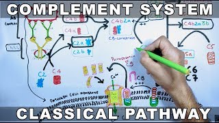 Complement System  Classical Pathway [upl. by Nnaitsirhc578]