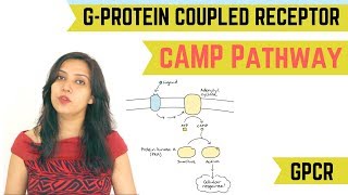 cAMP PATHWAY  GPROTEIN COUPLED RECEPTOR GPCR [upl. by Vasyuta]