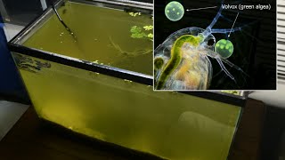 Raising Daphnia for the Freshwater Aquarium [upl. by Hanah]