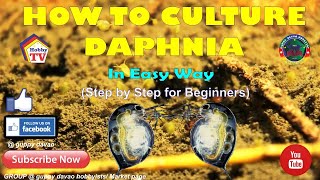 HOW TO CULTURE DAPHNIA In Easy Way [upl. by Barbette]