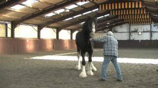 Shire Horse Society International Stallion Inspection [upl. by Latoyia]