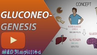 Gluconeogenesis Pathway Made Simple  BIOCHEMISTERY [upl. by Enelahs710]