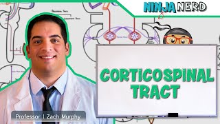 Neurology  Descending Tracts Corticospinal Tract [upl. by Alhahs]